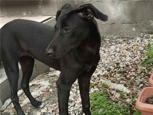 Cachorro cão para adoção Fêmea Médio  7 a 11 meses 