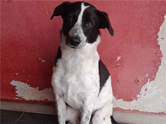 Cachorro cão para adoção Macho Grande 3 anos 