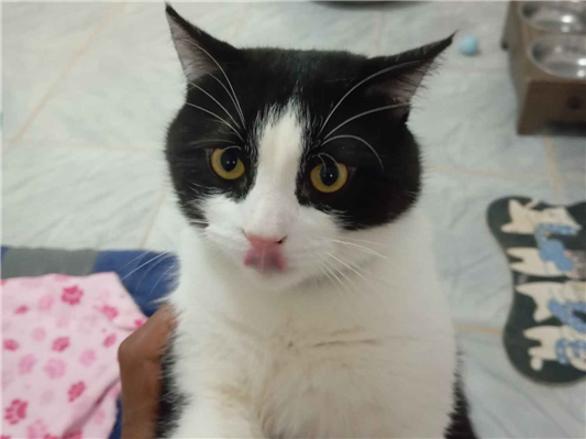 Gato para adoção Macho Médio 7 a 11 meses