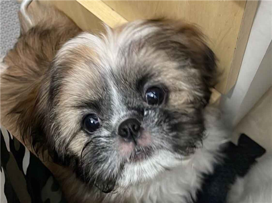 Cao Procura-Perdido Ambos Pequeno 3 anos 