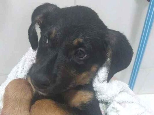 Cachorro cão para adoção Fêmea Pequeno 2 a 6 meses 