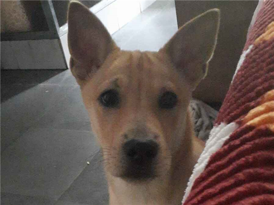 Cachorro cão para adoção Macho Médio  2 a 6 meses 