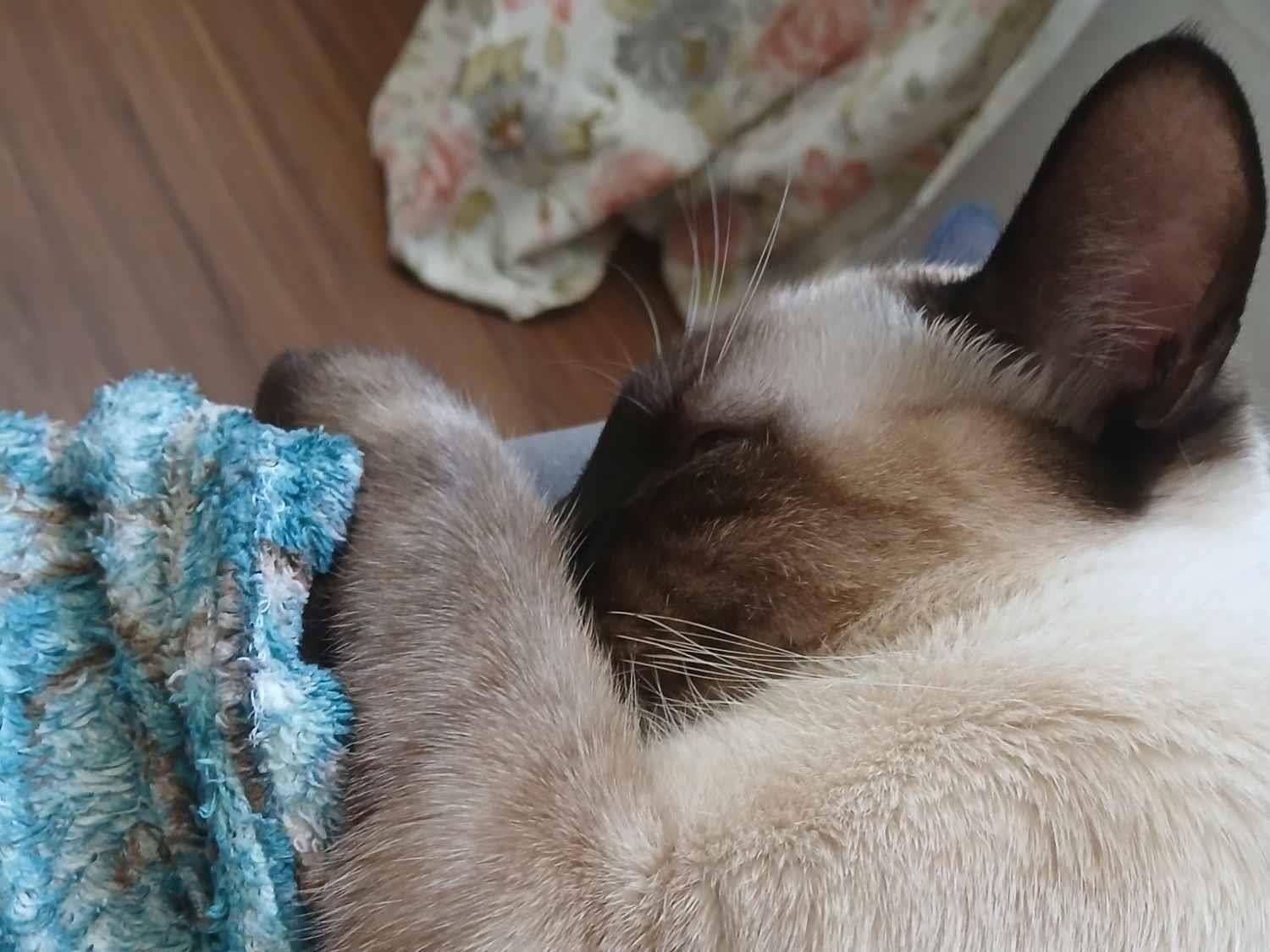 Gato SRD-ViraLata Medio 2-anos