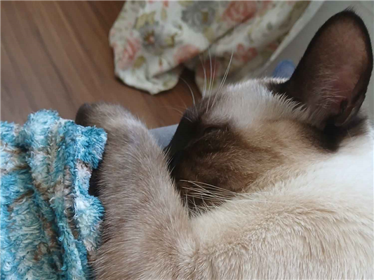 Gato para adoção Macho Médio 2 anos