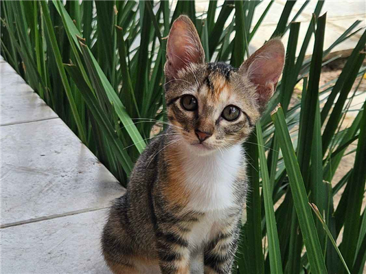 Gato para adoção Fêmea Médio 2 a 6 meses