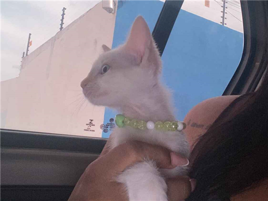 Gato para adoção Fêmea Pequeno 2 a 6 meses