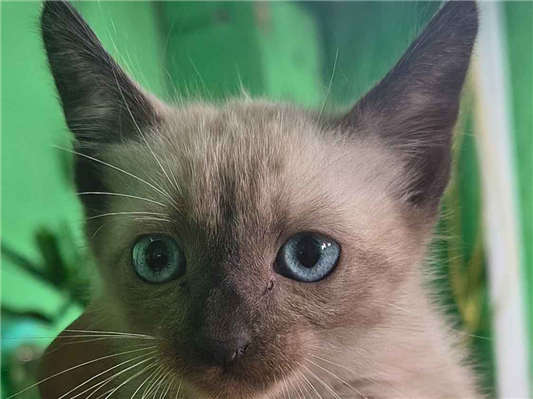 Gato - Macho Pequeno2 a 6 meses