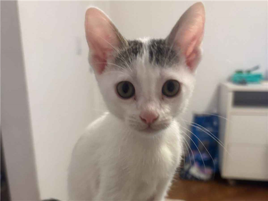Gato para adoção Fêmea Pequeno Abaixo de 2 meses