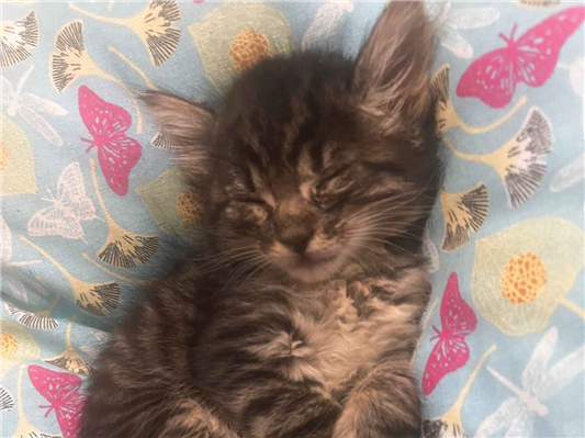 Gato Procura-Perdido Fêmea Pequeno 2 a 6 meses 