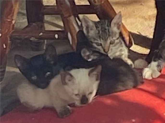 Gato para adoção Ambos Pequeno Abaixo de 2 meses