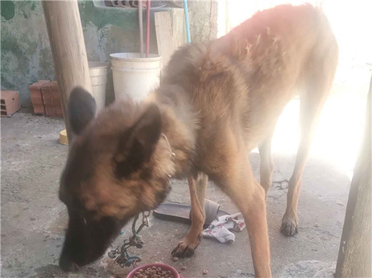 Cachorro cão para adoção Fêmea Médio  7 a 11 meses 