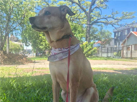 Cachorro cão para adoção Fêmea Médio  5 anos 