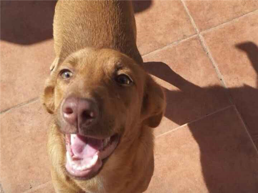 Cachorro cão para adoção Fêmea Médio  7 a 11 meses 