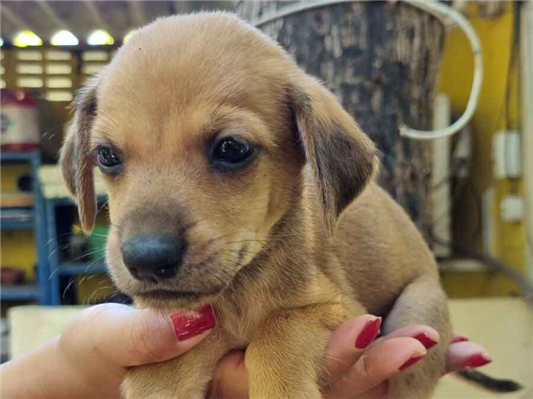 Cachorro cão para adoção Macho Médio  Abaixo de 2 meses 
