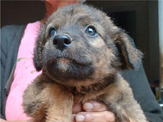Cachorro cão para adoção Ambos Pequeno 2 a 6 meses 