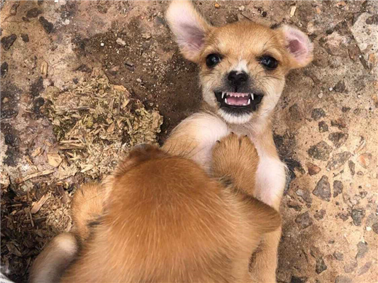 Cachorro cão para adoção Fêmea Pequeno 2 a 6 meses 