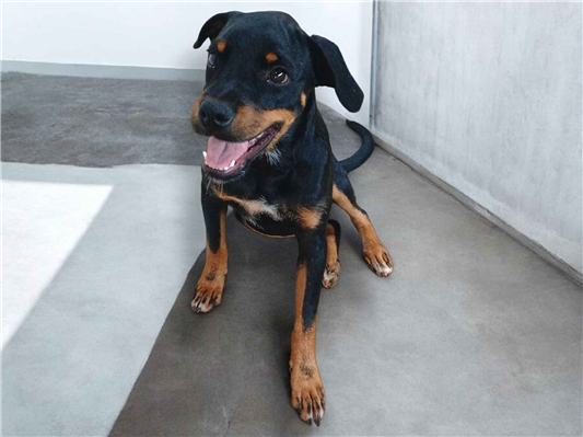 Cachorro cão para adoção Macho Médio  2 a 6 meses 