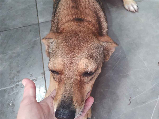 Cachorro cão para adoção Fêmea Pequeno 3 anos 