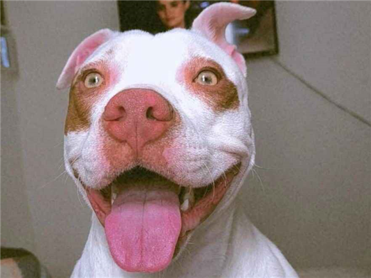 Cachorro cão para adoção Fêmea Grande 7 a 11 meses 