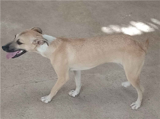 Cao - Fêmea Médio1 ano