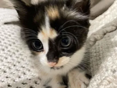 Gato SRD-ViraLata Pequeno Abaixo-de-2-meses