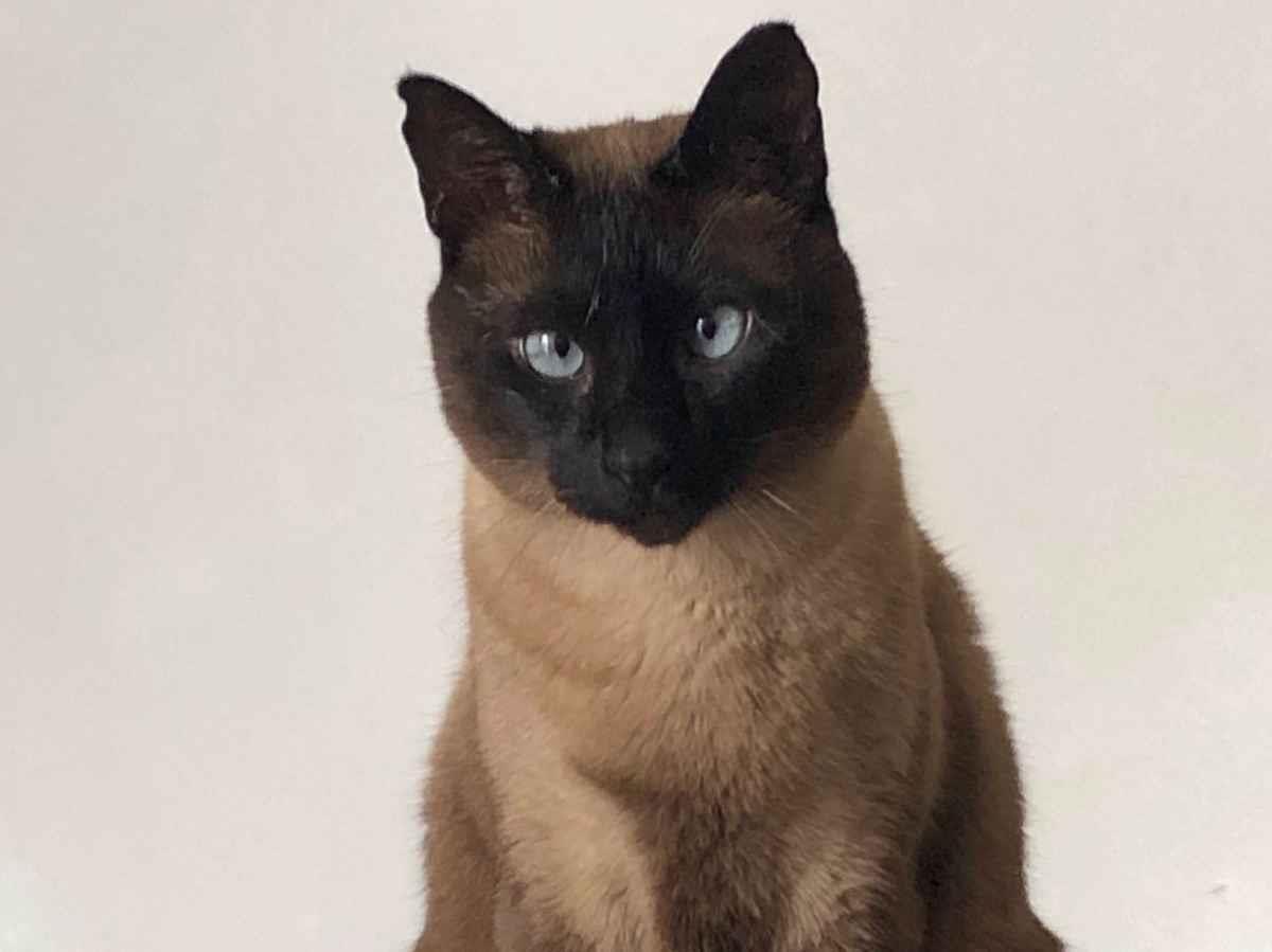 Gato SRD-ViraLata Medio 6-anos-Acima