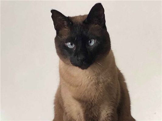 Gato Procura-Perdido Macho Médio 6 anos Acima 