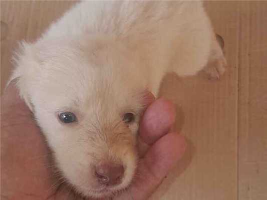 Cachorro cão para adoção Ambos Médio  Abaixo de 2 meses 