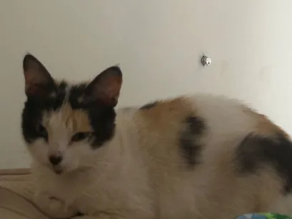 Gato SRD-ViraLata Pequeno 2-a-6-meses