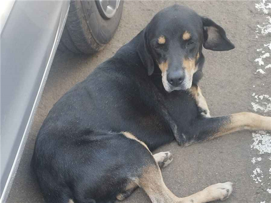Cachorro cão para adoção Macho Médio  6 anos Acima 
