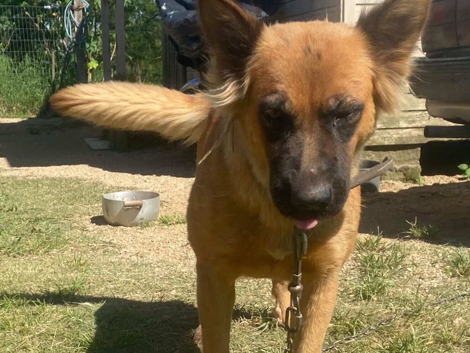 Cao Pastor Alemão Medio 2-anos