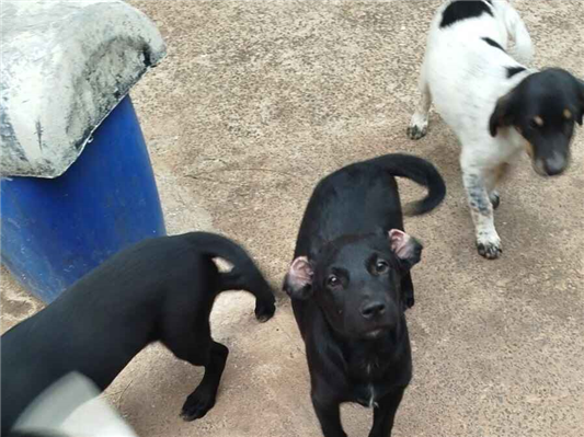 Cachorro cão para adoção Macho Médio  2 a 6 meses 