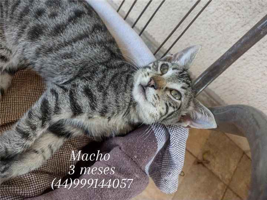 Gato para adoção Macho Médio 2 a 6 meses