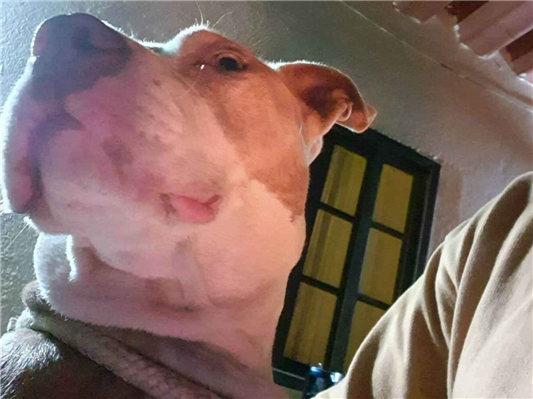 Cachorro cão para adoção Ambos Médio  2 anos 