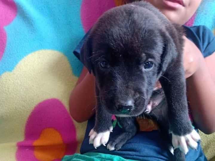 Cao SRD-ViraLata Medio Abaixo-de-2-meses