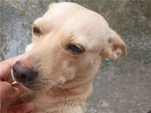 Cachorro cão para adoção Fêmea Médio  2 anos 