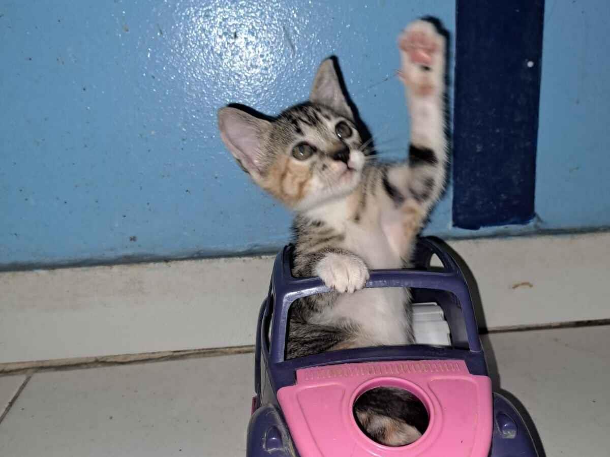 Gato SRD-ViraLata Pequeno 2-a-6-meses