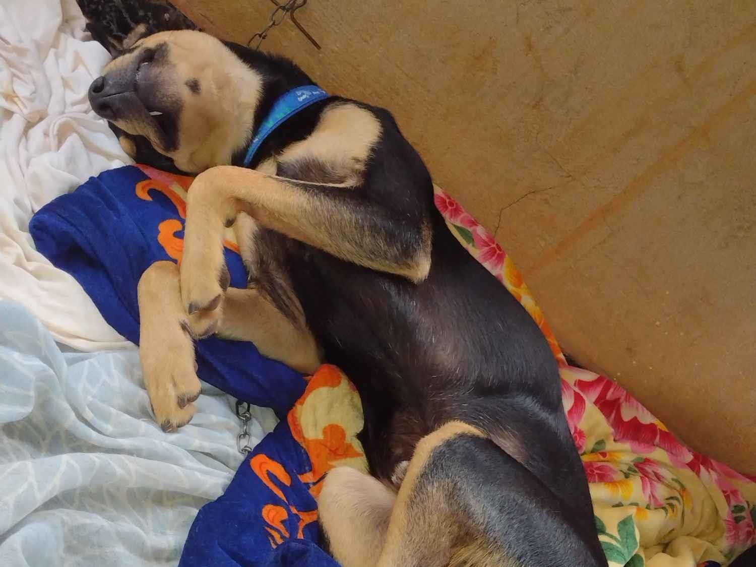 Cao SRD-ViraLata Medio 2-anos