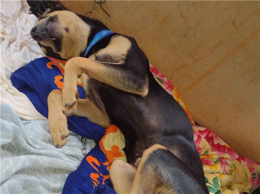 Cao Procura-Perdido Macho Médio 2 anos 