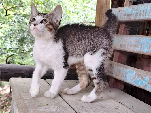 Gato para adoção Macho Pequeno 2 a 6 meses