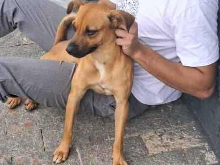 Cao - Macho Pequeno7 a 11 meses