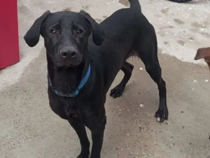 Cao SRD-ViraLata Medio 7-a-11-meses