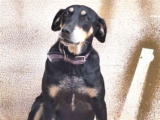 Cachorro cão para adoção Fêmea Médio  5 anos 