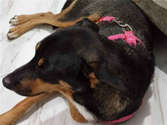 Cao - Fêmea Médio2 anos