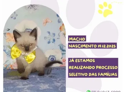 Gato SRD-ViraLata Pequeno Abaixo-de-2-meses