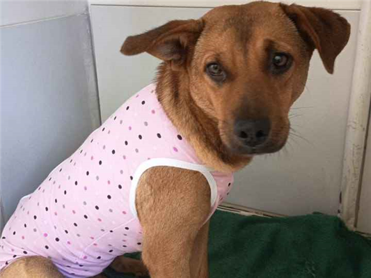 Cachorro cão para adoção Fêmea Médio  2 anos 