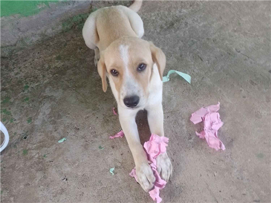 Cachorro cão para adoção Macho Médio  2 a 6 meses 