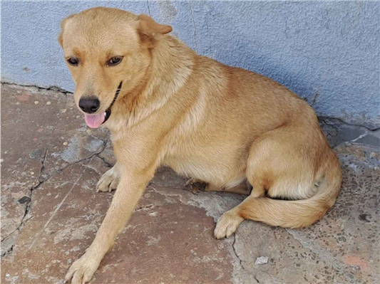 Cachorro cão para adoção Fêmea Pequeno 2 anos 