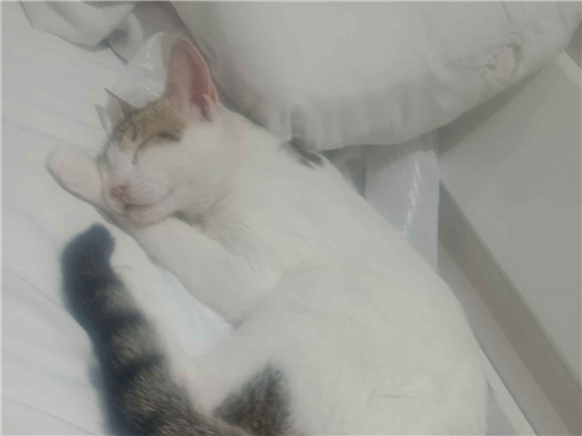 Gato Procura-Perdido Macho Pequeno 7 a 11 meses 
