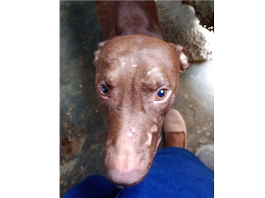 Cachorro cão para adoção Macho Médio  2 anos 